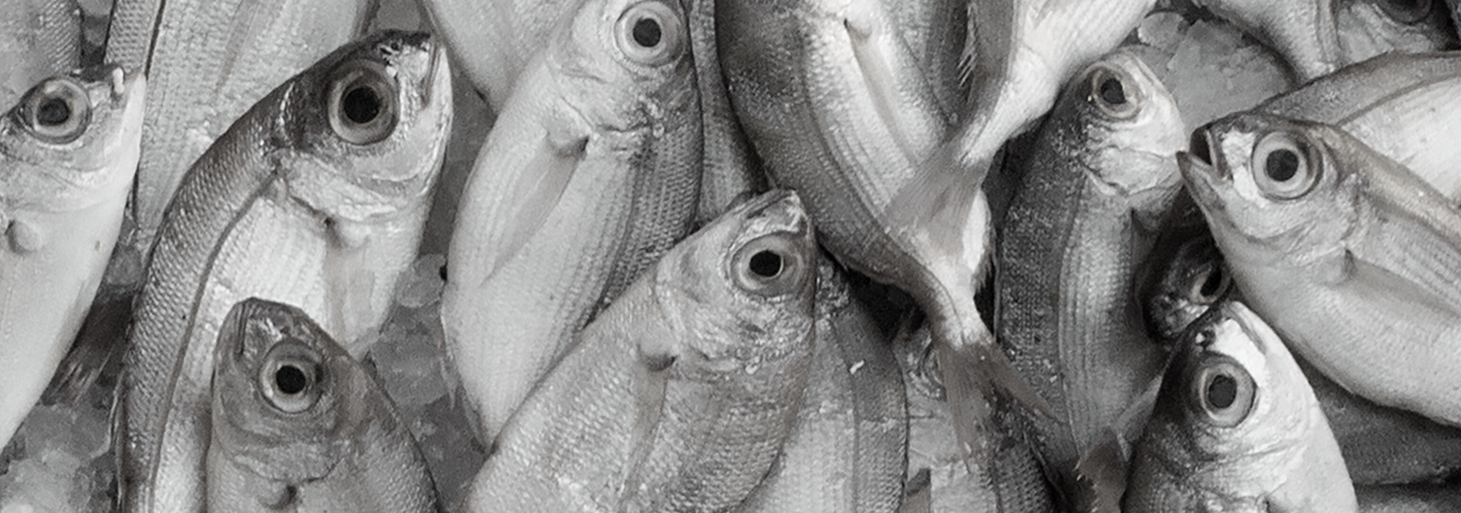 poisson